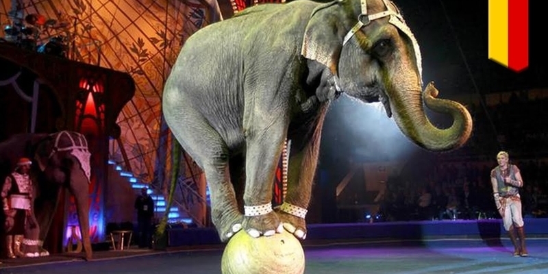 elephant
