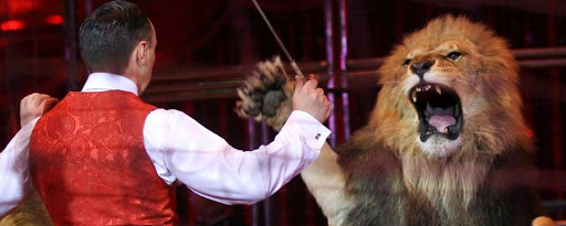 lion