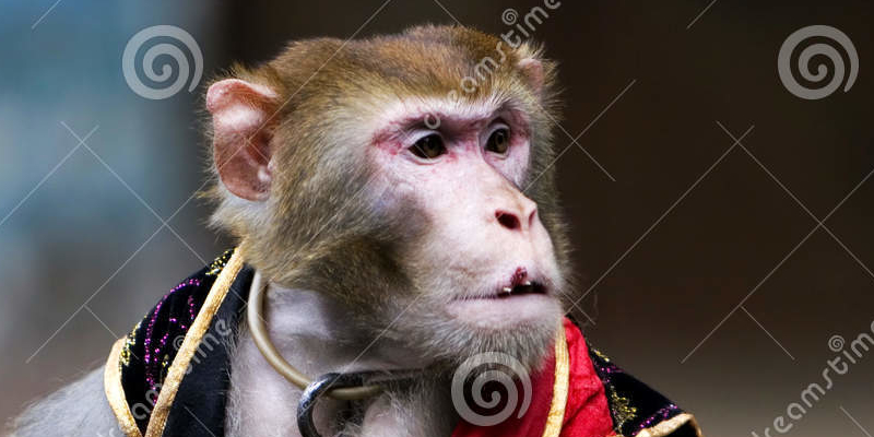 macaque
