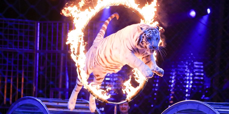 tigre